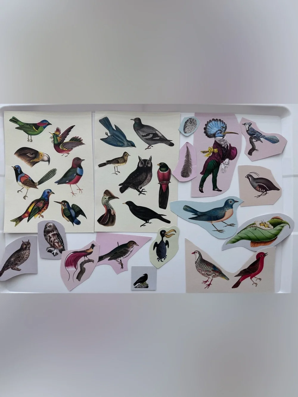 Bird Gift Bag and Stickers